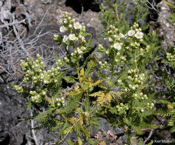 Sivun Chamaebatiaria millefolium (Torr.) Maxim. kuva