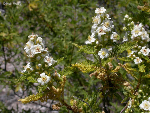 Sivun Chamaebatiaria millefolium (Torr.) Maxim. kuva