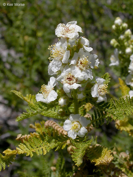 Image de Chamaebatiaria millefolium (Torr.) Maxim.