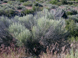 Image of Ericameria nauseosa var. speciosa (Nutt.) G. L. Nesom & G. I. Baird