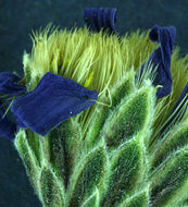 Image of Lava aster