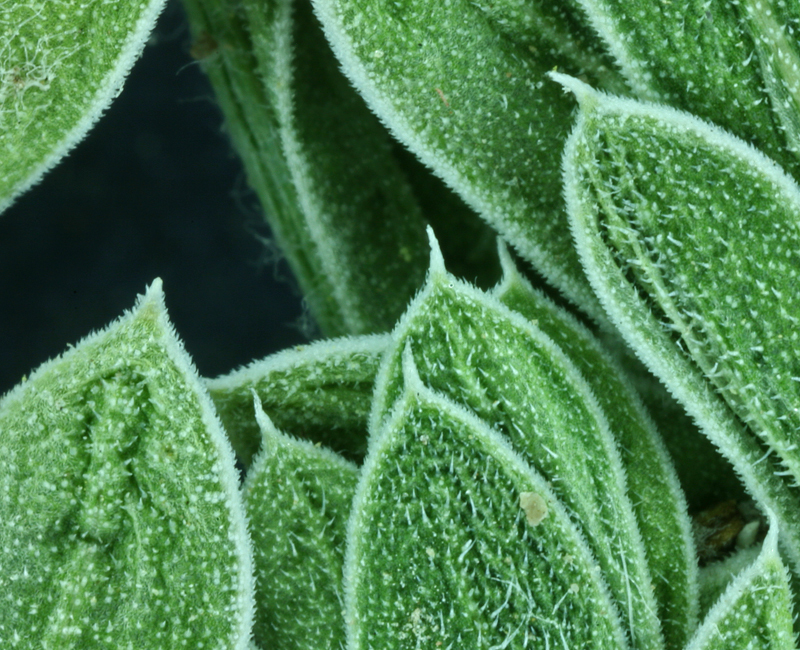 Image of Lava aster