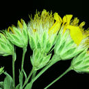 Image of mock goldenweed