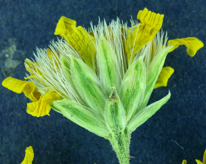 Image of stemless mock goldenweed