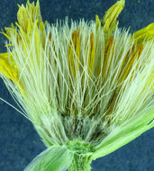 Image of stemless mock goldenweed