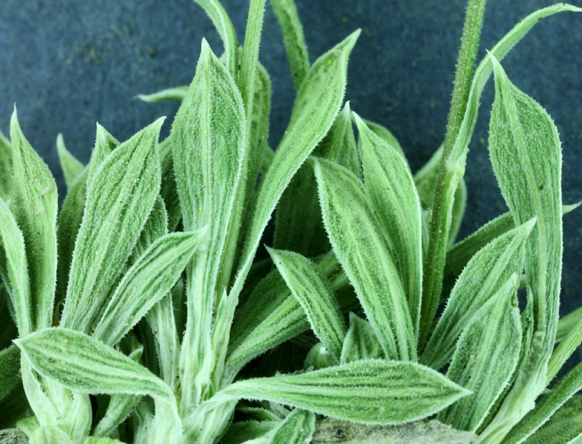 Image of stemless mock goldenweed