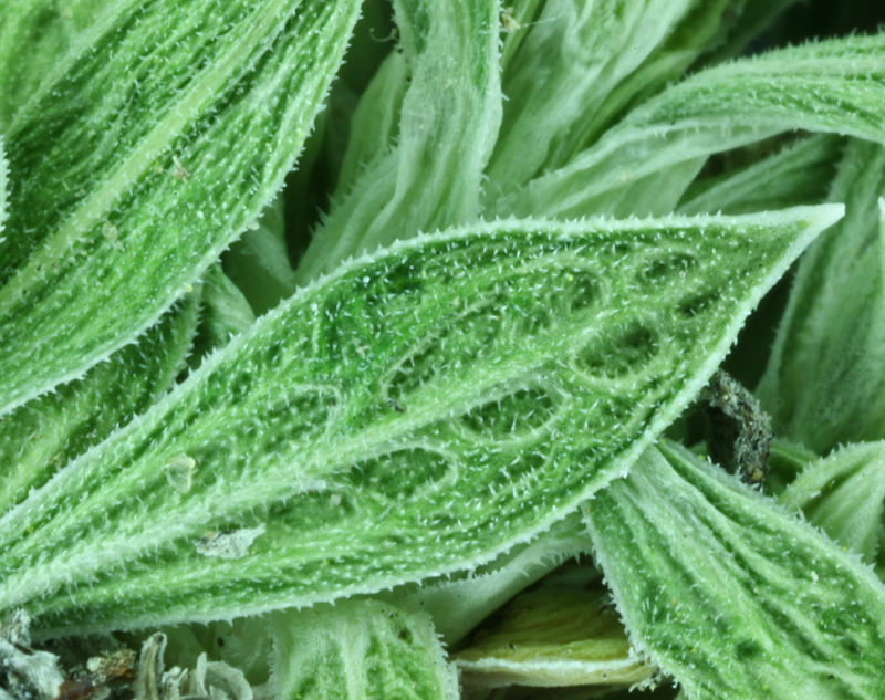 Image of stemless mock goldenweed