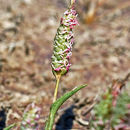 Image of Colusa Grass