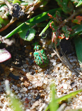 Plancia ëd Elaphrus (Elaphrus) viridis G. Horn 1878