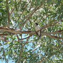 Image of Butcherbird