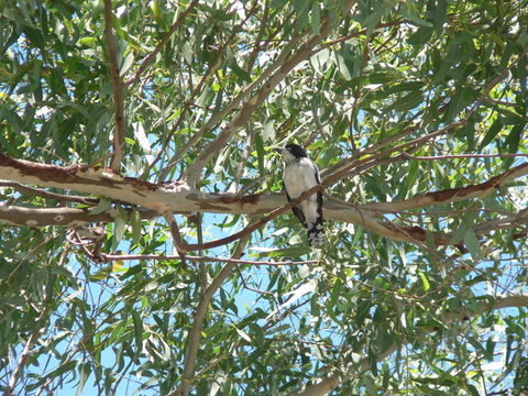 Image of Grey Butcherbird