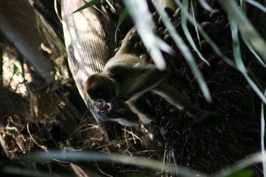 Image of Black-handed Spider Monkey