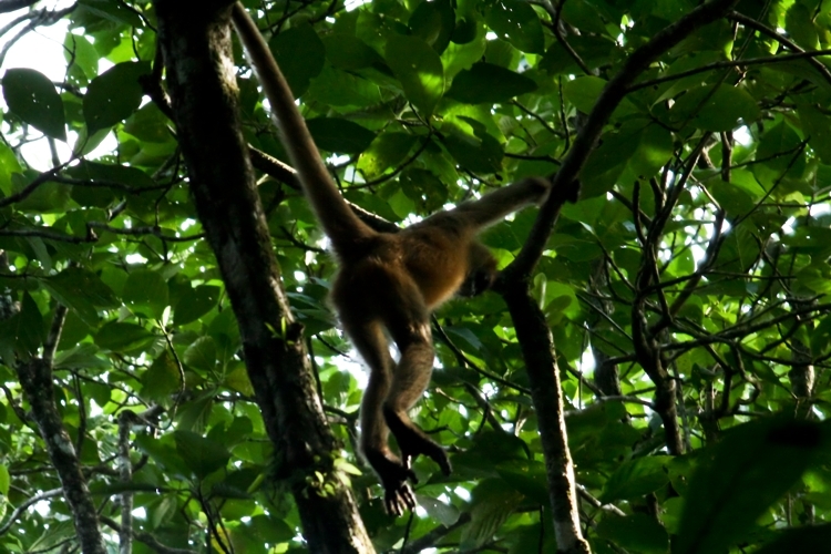 Image of Black-handed Spider Monkey