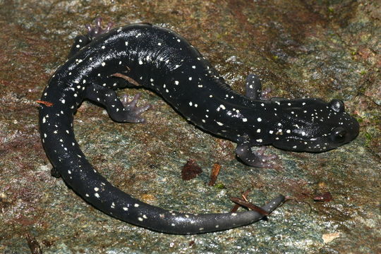 Image of Black Salamander