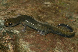 Image of Black Salamander