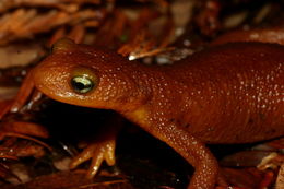 Image of California Newt