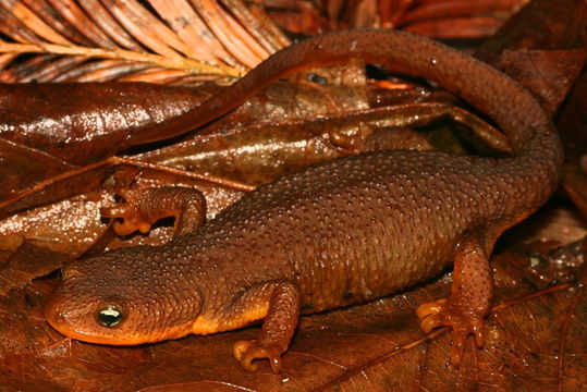 Image of Rough-skinned Newt