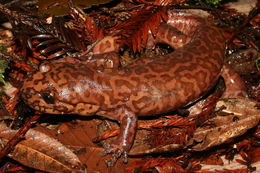 Image of California Giant Salamander