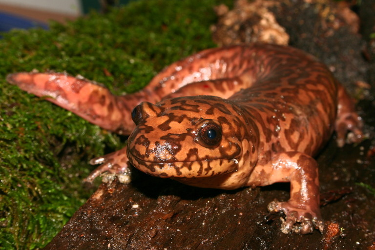 Image of California Giant Salamander