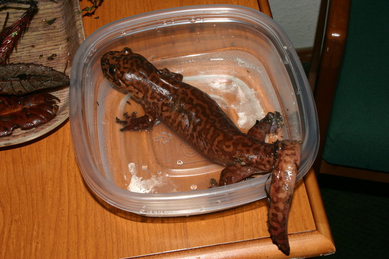 Image of California Giant Salamander