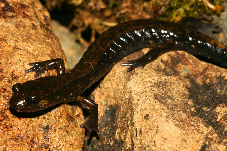 Image of Dunn's Salamander