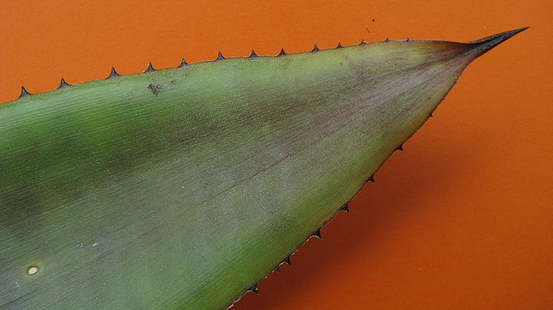 Image of Bromeliad