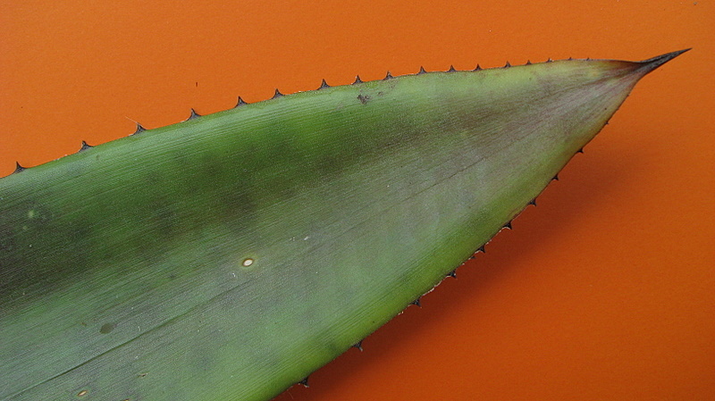 Imagem de Hohenbergia blanchetii (Baker) É. Morren ex Mez