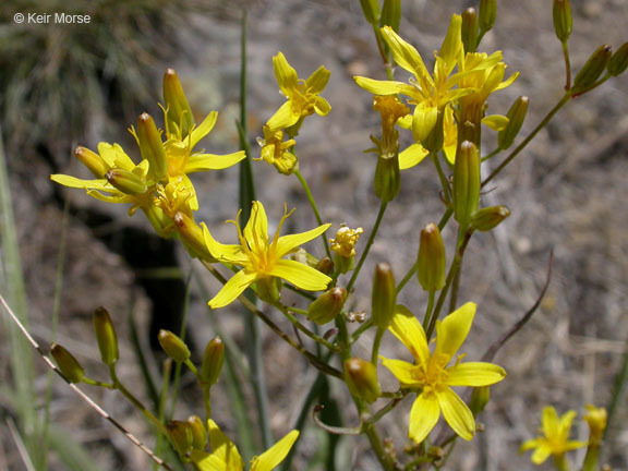 Crepis acuminata Nutt. resmi