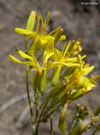 Crepis acuminata Nutt. resmi