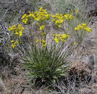 Crepis acuminata Nutt. resmi