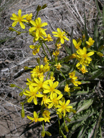 Crepis acuminata Nutt. resmi