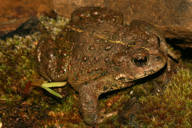 Image of western toad