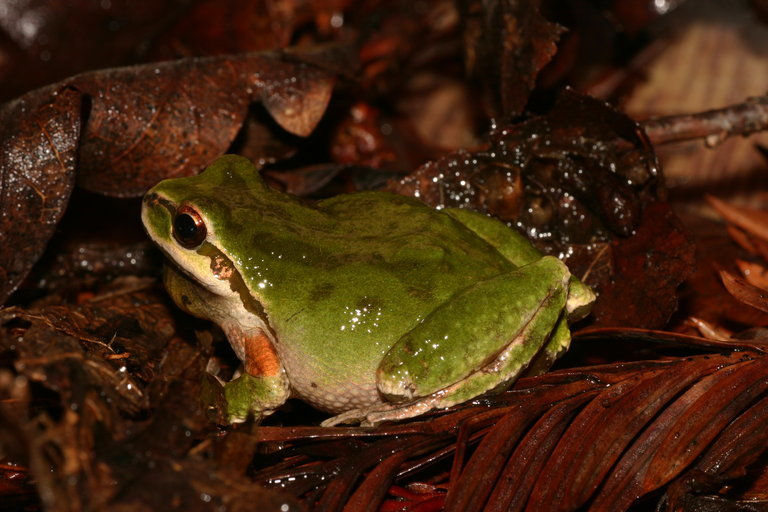 Image of Northern Pacific Treefrog