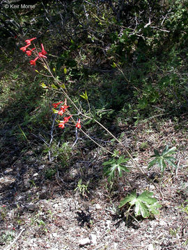 Image of red larkspur