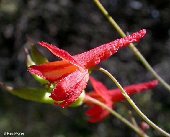 Image of red larkspur