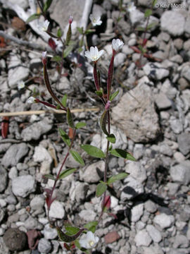 Epilobium minutum Lindl. resmi