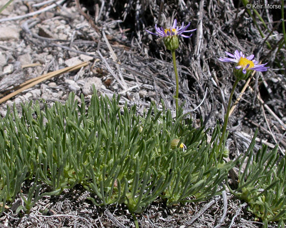 Image of blue dwarf fleabane