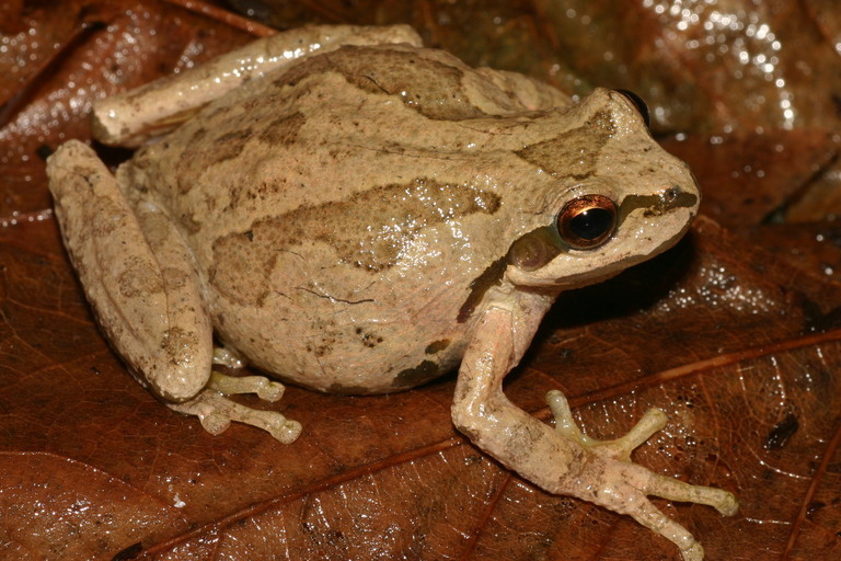 Imagem de Pseudacris regilla (Baird & Girard 1852)