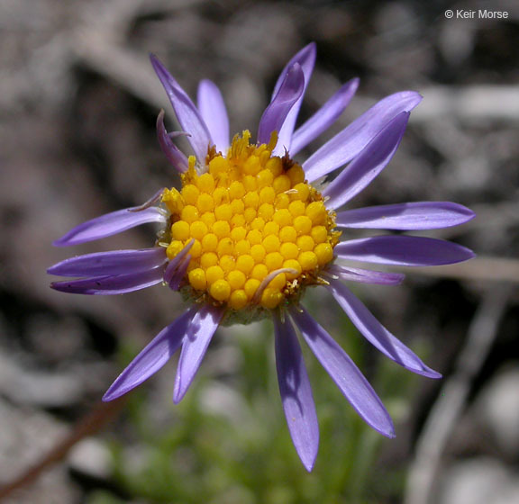 Image de Erigeron elegantulus Greene