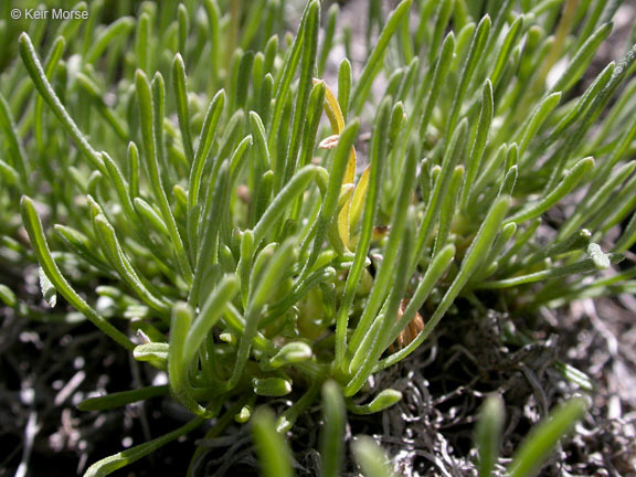 Image of blue dwarf fleabane