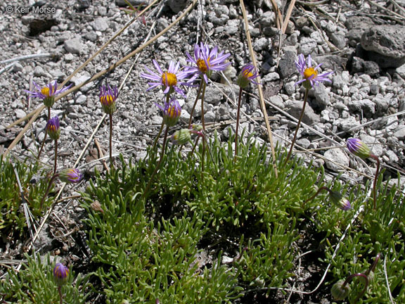 Image of blue dwarf fleabane