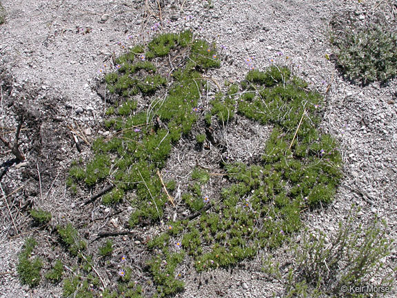 Image of blue dwarf fleabane