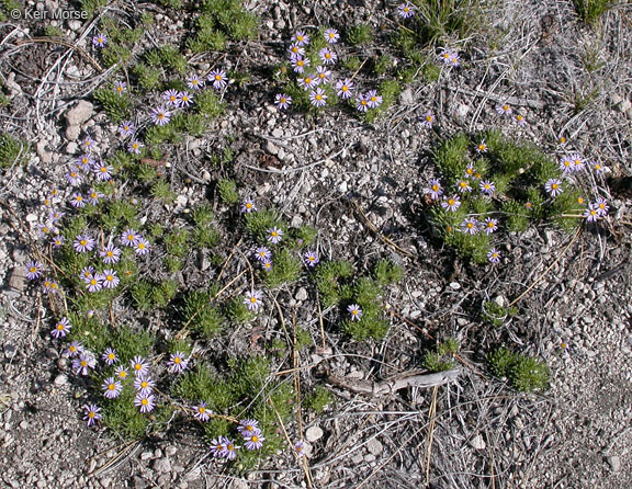 Image of blue dwarf fleabane