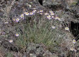 Imagem de Erigeron filifolius (Hook.) Nutt.