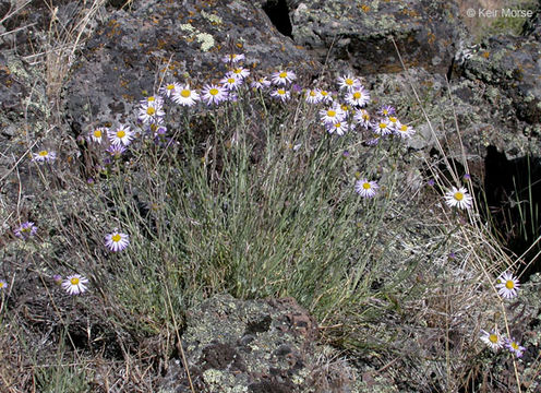 Image of threadleaf fleabane