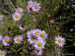 Image of threadleaf fleabane