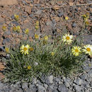 Image of desert yellow fleabane