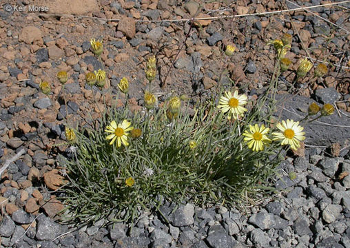 Imagem de Erigeron linearis (Hook.) Piper