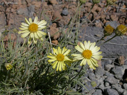 Image de Erigeron linearis (Hook.) Piper