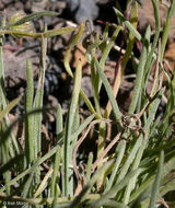 Image de Erigeron linearis (Hook.) Piper